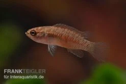 Kajal-Zwergblaubarsch, Dario Kajal (paarweise) -Bestes Reptilien Geschäft Kajal Zwergblaubarsch Dario kajal 4