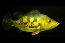 Kammbuntbarsch, Cichla Monoculus