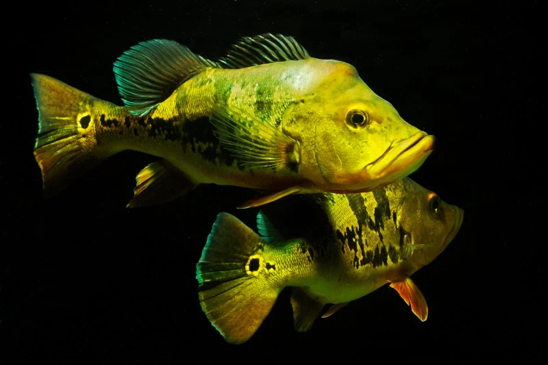 Kammbuntbarsch, Cichla Monoculus 2 Kammbuntbarsch, Cichla Monoculus – Bild 2