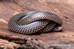 Kap-Wolfsnatter, Lycophidion Capense -Bestes Reptilien Geschäft Kap Wolfsnatter Lycophidion capense 3 neu jpg