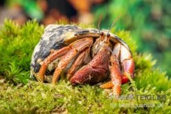 Karibik-Einsiedlerkrebs, Coenobita Clypeatus 5 Karibik-Einsiedlerkrebs, Coenobita Clypeatus -Bestes Reptilien Geschäft Karibik Einsiedlerkrebs Coenobita clypeatus neu 2