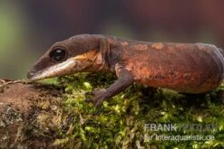 Katzengecko, Aeluroscalabotes Felinus -Bestes Reptilien Geschäft Katzengecko Aeluroscalabotes felinus 3