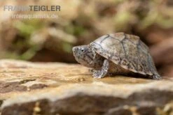 Gekielte Moschusschildkröte, Kinosternon Carinatum -Bestes Reptilien Geschäft Kinosternon carinatum