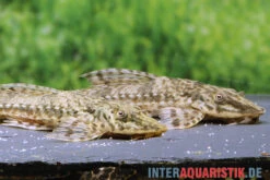 Bestes Reptilien Geschäft -Bestes Reptilien Geschäft Kleiner Hexenwels Rineloricaria parva neu 2