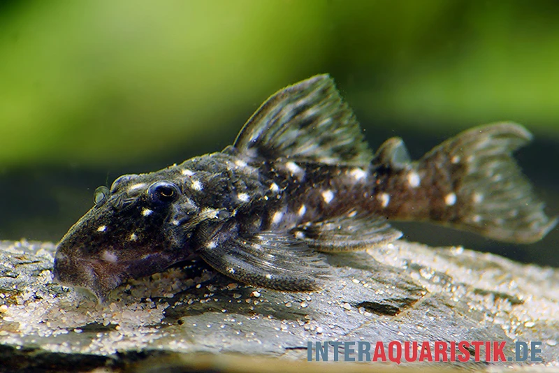 Kleiner Orinoco-Saugwels, L 280, Micracanthicus Vandragti 1 Kleiner Orinoco-Saugwels, L 280, Micracanthicus Vandragti