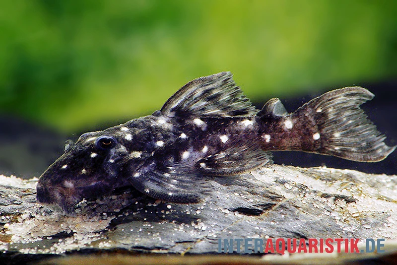 Kleiner Orinoco-Saugwels, L 280, Micracanthicus Vandragti 2 Kleiner Orinoco-Saugwels, L 280, Micracanthicus Vandragti – Bild 2