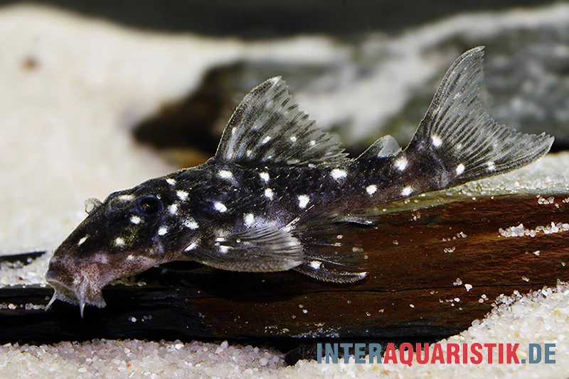 Kleiner Orinoco-Saugwels, L 280, Micracanthicus Vandragti 3 Kleiner Orinoco-Saugwels, L 280, Micracanthicus Vandragti – Bild 3