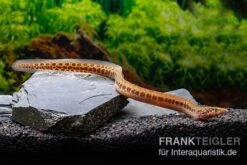 Kongo-Stachelaal, Mastacembelus Cf. Greshoffi (Kongo) -Bestes Reptilien Geschäft Kongo Stachelaal Mastacembelus cf greshoffi Kongo 1