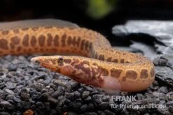 Kongo-Stachelaal, Mastacembelus Cf. Greshoffi (Kongo) -Bestes Reptilien Geschäft Kongo Stachelaal Mastacembelus cf greshoffi Kongo 2