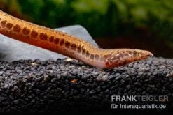 Kongo-Stachelaal, Mastacembelus Cf. Greshoffi (Kongo) -Bestes Reptilien Geschäft Kongo Stachelaal Mastacembelus cf greshoffi Kongo 5