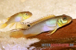 Kongo Zwergbuntbarsch, Nanochromis Teugelsi, 1 Paar
