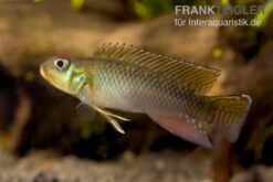 Bestes Reptilien Geschäft -Bestes Reptilien Geschäft Kongo Zwergbuntbarsch Nanochromis teugelsi 2
