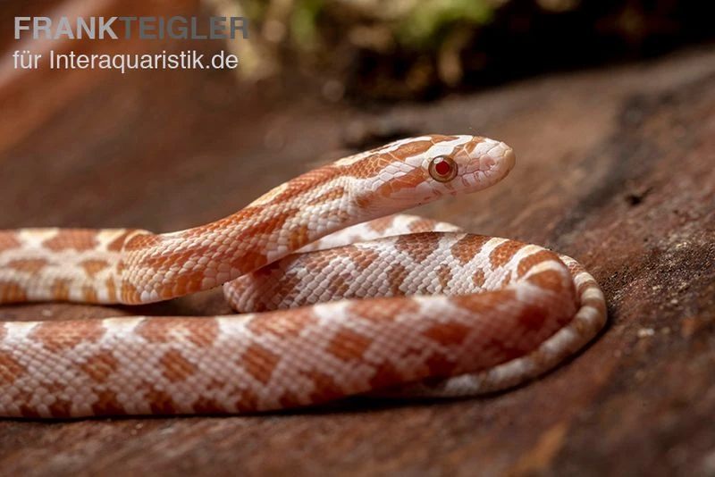 Kornnatter, Pantherophis Guttatus BUTTER 2 Kornnatter, Pantherophis Guttatus BUTTER – Bild 2