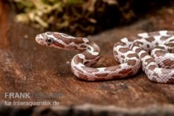 Kornnatter, Pantherophis Guttatus, ULTRAMEL ANERY