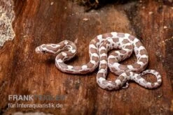 Bestes Reptilien Geschäft -Bestes Reptilien Geschäft Kornnatter Pantherophis guttatus Ultramel Anery 17