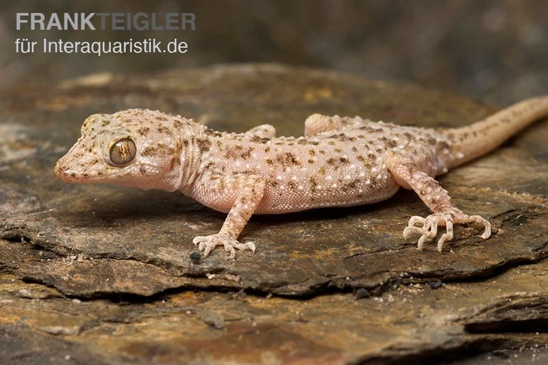 Krokodilgecko, Cyrtopodion Scabrum 2 Krokodilgecko, Cyrtopodion Scabrum – Bild 2