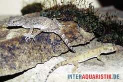 Krokodilgecko, Cyrtopodion Scabrum 5 Krokodilgecko, Cyrtopodion Scabrum -Bestes Reptilien Geschäft Krokodilgecko Cyrtopodion scabrum 3