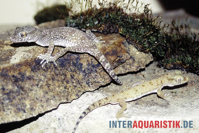 Krokodilgecko, Cyrtopodion Scabrum 3 Krokodilgecko, Cyrtopodion Scabrum – Bild 3