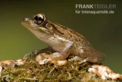 Kuba-Laubfrosch, Osteopilus Septentrionalis 7 Kuba-Laubfrosch, Osteopilus Septentrionalis -Bestes Reptilien Geschäft Kuba Laubfrosch Osteopilus septentrionalis 4