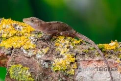 Kupferanolis, Anolis Cupreus -Bestes Reptilien Geschäft Kupferanolis Anolis cupreus 3
