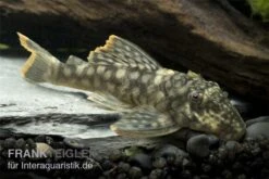 Orinoko-Guyanaharnischwels, Guyanancistrus Guahiborum "L106" -Bestes Reptilien Geschäft L 106 Orinoko Guyanaharnischwels Guyanancistrus gua