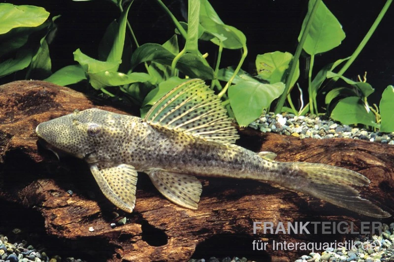 Wels L 116 Deltaschwanz-Harnischwels, Hypostomus Cf. Emarginatus 1 Wels L 116 Deltaschwanz-Harnischwels, Hypostomus Cf. Emarginatus