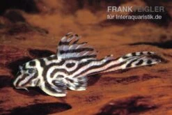 Zebra-Harnischwels, Hypancistrus Spec. L173b "NEW ZEBRA", 4-5 Cm -Bestes Reptilien Geschäft L 173 Hypancistrus sp NEW ZEBRA