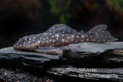 Orinoco-Engelsharnischwels, L201, Hypancistrus Sp. -Bestes Reptilien Geschäft L 201 Hypancistrus spec 2