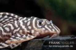 Königstiger-Harnischwels, Hypancistrus Spec. L333 Belo Monte -Bestes Reptilien Geschäft L 333 Hypancistrus spec 2