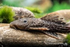 Leopard-Kaktuswels, L 114, LDA 7, L427 Pseudacanthicus Cf. Leopardus -Bestes Reptilien Geschäft L 427 Pseudacanthicus cf leopardus 11