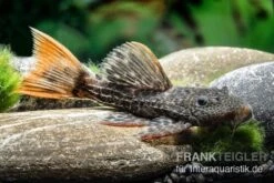 Leopard-Kaktuswels, L 114, LDA 7, L427 Pseudacanthicus Cf. Leopardus -Bestes Reptilien Geschäft L 427 Pseudacanthicus cf leopardus 13