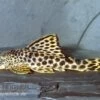 Leopard-Trugschilderwels, L 75, Ancistomus Cf. Sabaji, 4-8 Cm