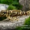L270 Schokoladen-Zebrawels, Hypancistrus Sp.
