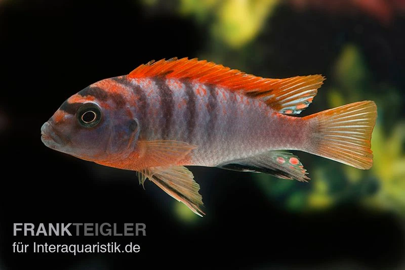 Labidochromis Hongi "Red Top Schweden", Extra Rot, DNZ 1 Labidochromis Hongi "Red Top Schweden", Extra Rot, DNZ