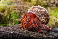 Lava-Landeinsiedlerkrebs, Coenobita Sp. Lava (Größe XL) -Bestes Reptilien Geschäft Lava Landeinsiedlerkrebs Coenobita sp Lava 3