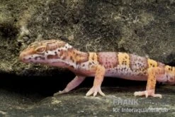 Leopardgecko, Eublepharis Macularius, TREMPER ALBINO