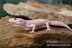 Leopardgecko, Eublepharis Macularius, BELL ALBINO ENIGMA -Bestes Reptilien Geschäft Leopardgecko Eublepharis macularius Bell Albino Enigma 12