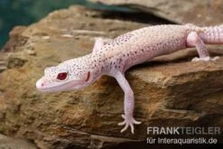 Leopardgecko, Eublepharis Macularius, BELL ALBINO ENIGMA -Bestes Reptilien Geschäft Leopardgecko Eublepharis macularius Bell Albino Enigma 14
