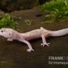 Leopardgecko, Eublepharis Macularius, BELL ALBINO MACK SNOW