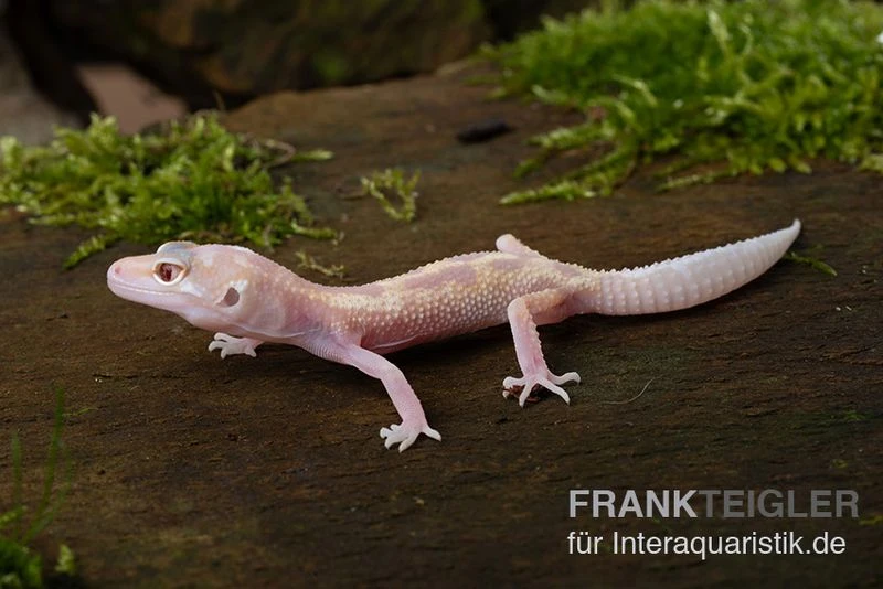 Leopardgecko, Eublepharis Macularius, BELL ALBINO MACK SNOW 1 Leopardgecko, Eublepharis Macularius, BELL ALBINO MACK SNOW