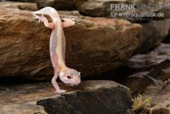 Leopardgecko, Eublepharis Macularius, STRIPE TREMPER ALBINO ECLIPSE -Bestes Reptilien Geschäft Leopardgecko Eublepharis macularius Stripe Tremper Albino Eclipse 11