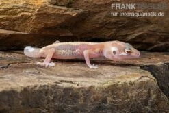 Leopardgecko, Eublepharis Macularius, STRIPE TREMPER ALBINO ECLIPSE -Bestes Reptilien Geschäft Leopardgecko Eublepharis macularius Stripe Tremper Albino Eclipse 2