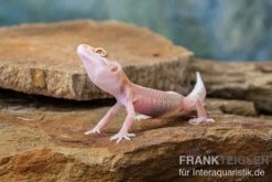 Leopardgecko, Eublepharis Macularius, STRIPE TREMPER ALBINO ECLIPSE -Bestes Reptilien Geschäft Leopardgecko Eublepharis macularius Stripe Tremper Albino Eclipse 4