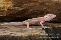 Leopardgecko, Eublepharis Macularius, STRIPE TREMPER ALBINO ECLIPSE -Bestes Reptilien Geschäft Leopardgecko Eublepharis macularius Stripe Tremper Albino Eclipse 6