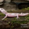 Leopardgecko, Eublepharis Macularius, TREMPER ALBINO MACK SNOW