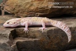 Leopardgecko, Eublepharis Macularius, TREMPER ALBINO MACK SNOW ECLIPSE -Bestes Reptilien Geschäft Leopardgecko Eublepharis macularius Tremper Albino Mack Snow Eclipse 10