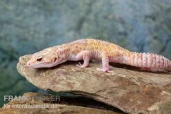 Leopardgecko, Eublepharis Macularius, TREMPER ALBINO MACK SNOW ECLIPSE -Bestes Reptilien Geschäft Leopardgecko Eublepharis macularius Tremper Albino Mack Snow Eclipse 13