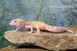 Leopardgecko, Eublepharis Macularius, TREMPER ALBINO MACK SNOW ECLIPSE -Bestes Reptilien Geschäft Leopardgecko Eublepharis macularius Tremper Albino Mack Snow Eclipse 16