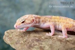 Leopardgecko, Eublepharis Macularius, TREMPER ALBINO MACK SNOW ECLIPSE -Bestes Reptilien Geschäft Leopardgecko Eublepharis macularius Tremper Albino Mack Snow Eclipse 18