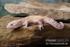 Leopardgecko, Eublepharis Macularius, TREMPER ALBINO MACK SNOW ECLIPSE -Bestes Reptilien Geschäft Leopardgecko Eublepharis macularius Tremper Albino Mack Snow Eclipse 8